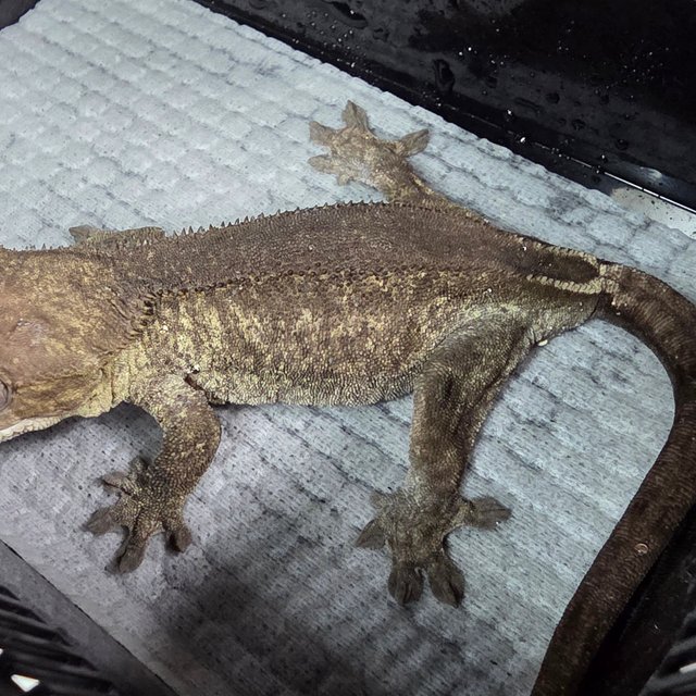 세이블 아잔틱 팬텀