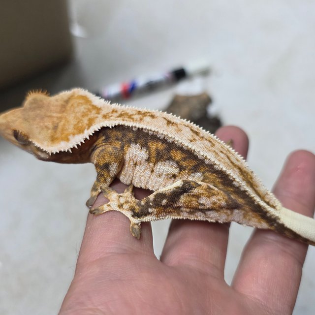 트라이 텐저린 화이트핀