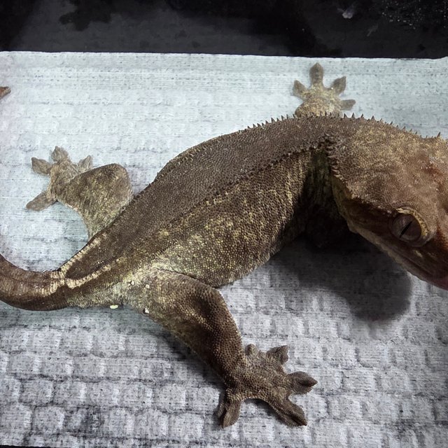 세이블 아잔틱 팬텀