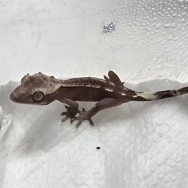 아잔틱