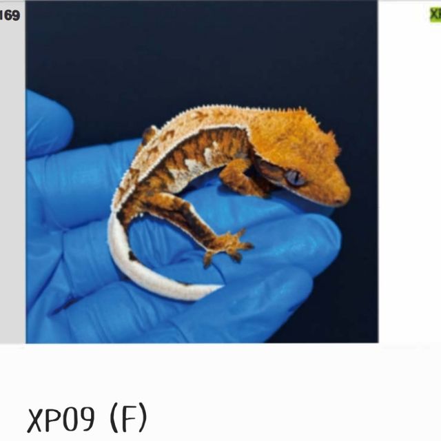 나비스 화이트 텐저린 익스트림할리퀸 트라이
