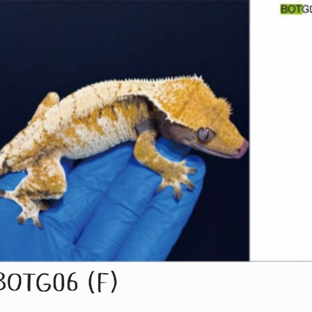 나비스 트라이 익스트림할리퀸 텐저린