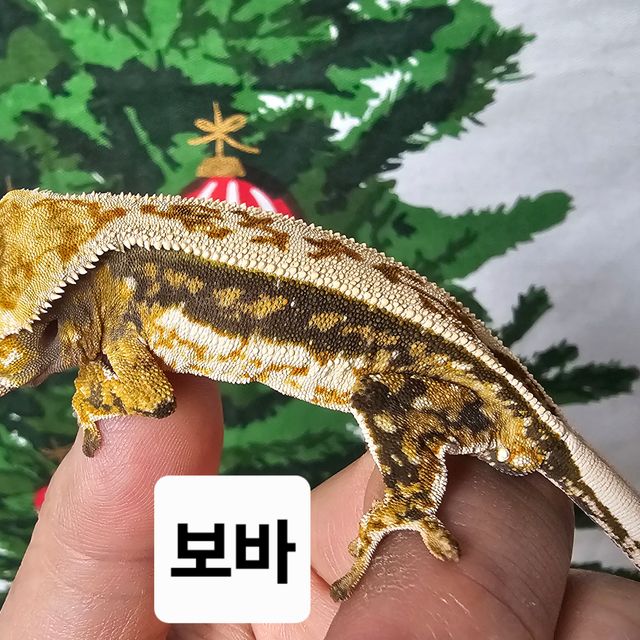 트라이 쿼드 화이트핀 젠젝스