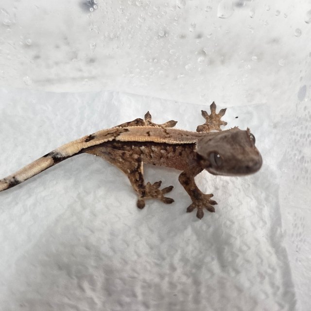 세이블
