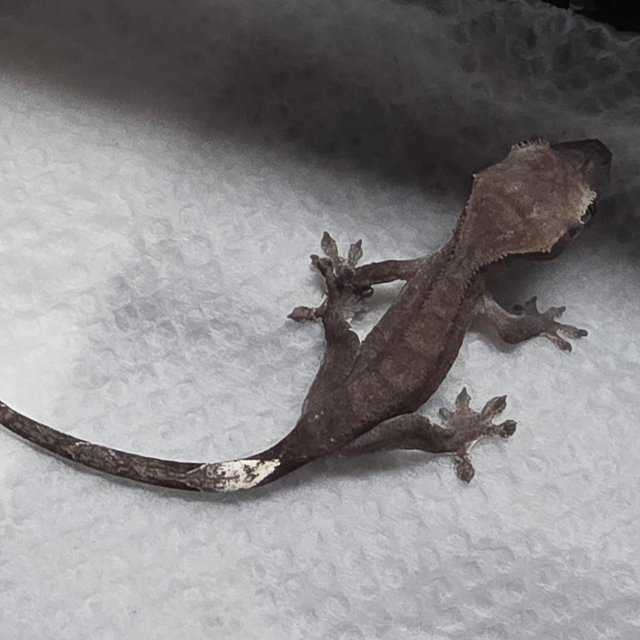 아잔틱