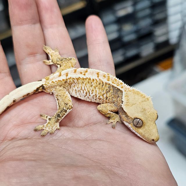 트라이 익스트림할리퀸 화이트핀 화이트스팟