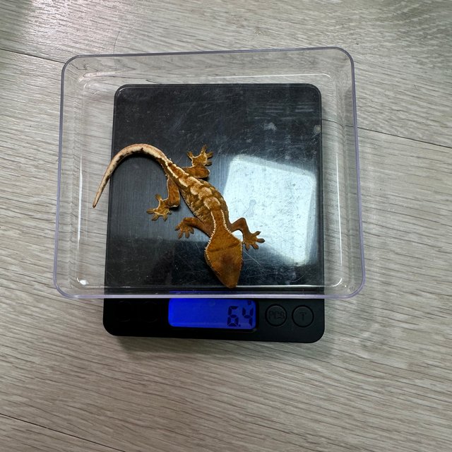 트라이 몬코사 바브