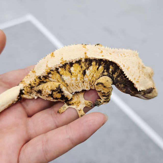 트라이 익스트림할리퀸