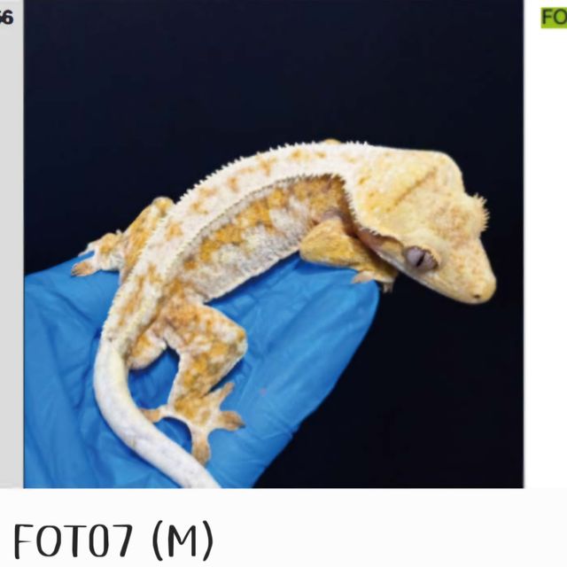 나비스 텐저린 화이트 익스트림할리퀸 트라이