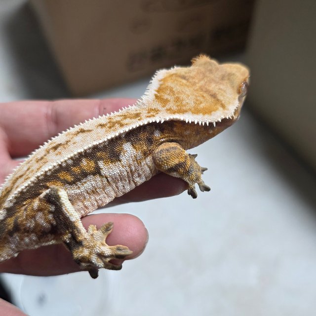 트라이 텐저린 화이트핀