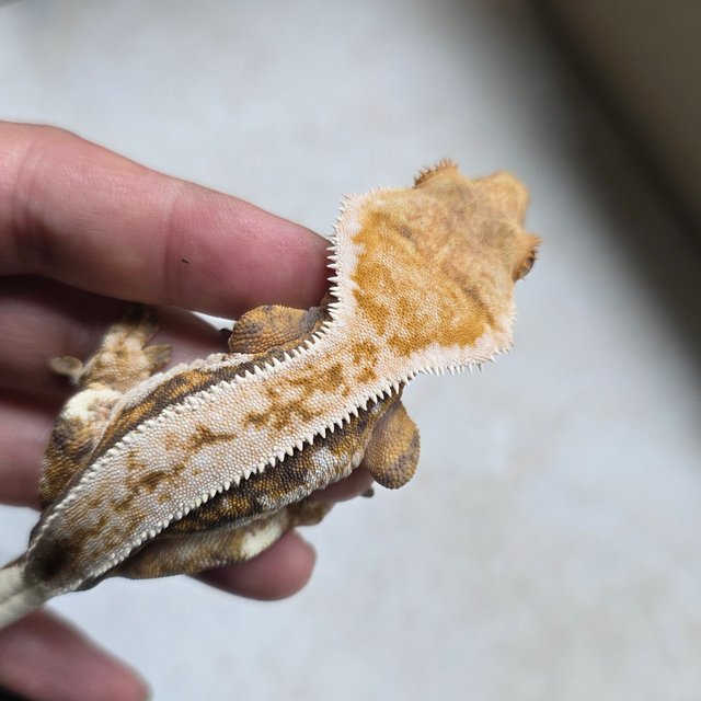 트라이 텐저린 화이트핀