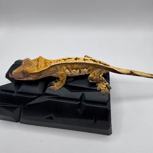 트라이 쿼드 풀핀