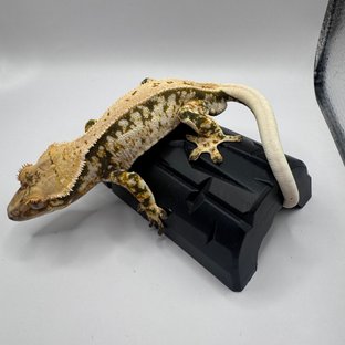 노멀 쿼드 풀핀 화이트 화이트스팟 화이트핀