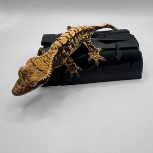 노멀 트라이 익스트림할리퀸