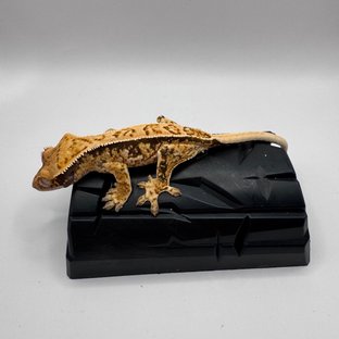 노멀 트라이 풀핀 화이트스팟