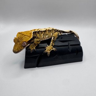 노멀 트라이 화이트