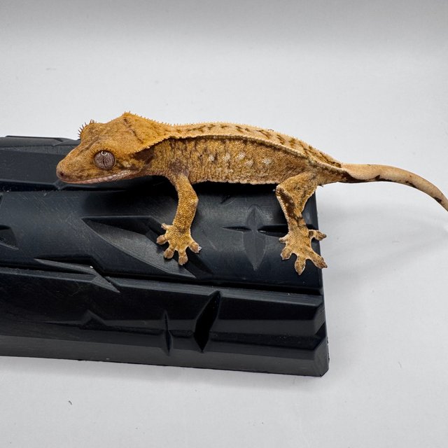 풀핀 화이트스팟 노멀