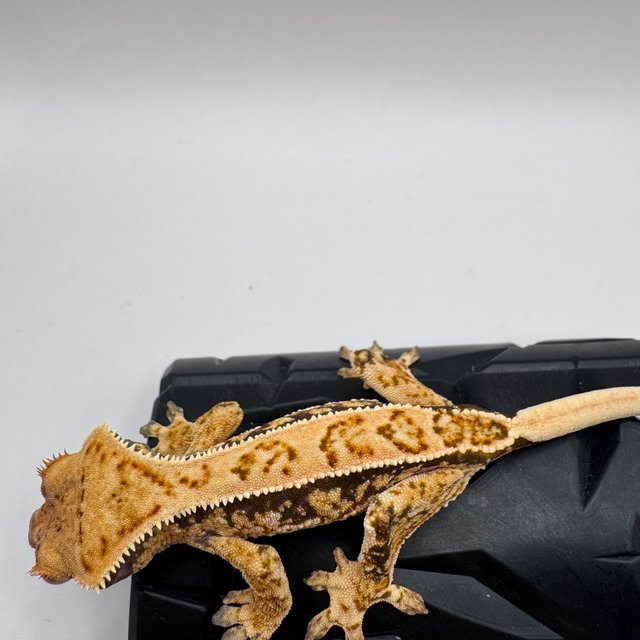 노멀 트라이 풀핀 화이트스팟