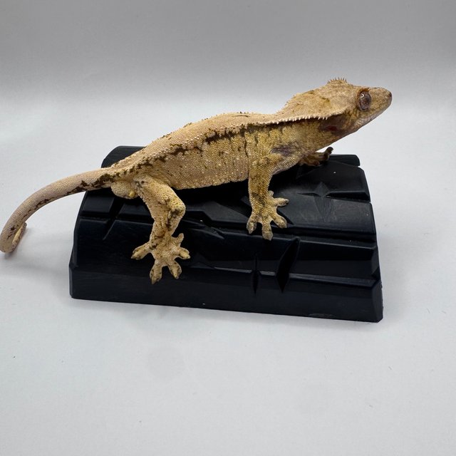 화이트 솔리드백 노멀