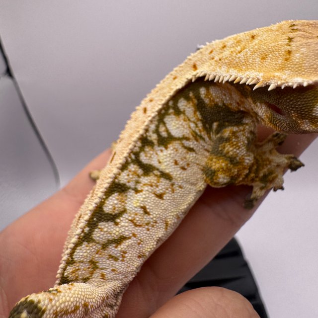 노멀 쿼드 풀핀 화이트 화이트스팟 화이트핀