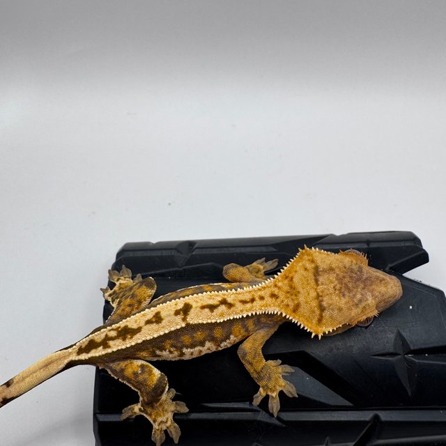 트라이 쿼드 풀핀