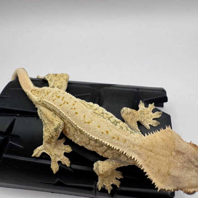 화이트스팟 화이트