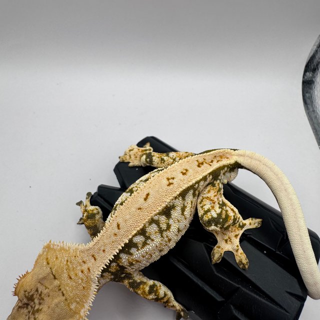 노멀 쿼드 풀핀 화이트 화이트스팟 화이트핀