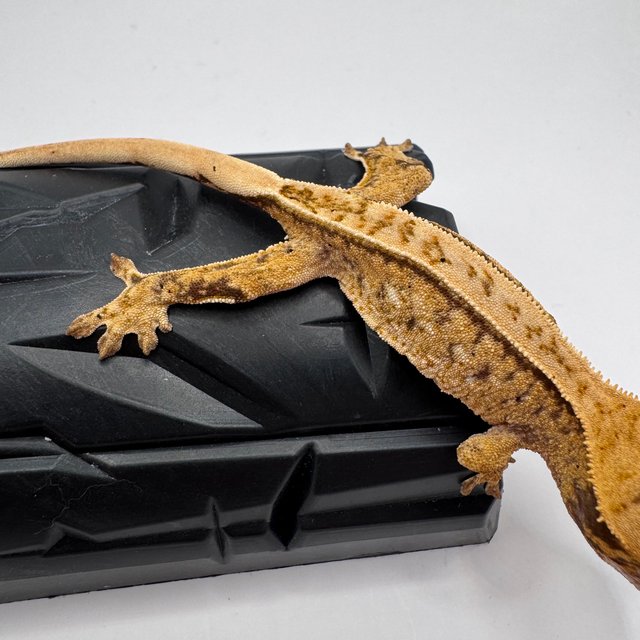 풀핀 화이트스팟 노멀