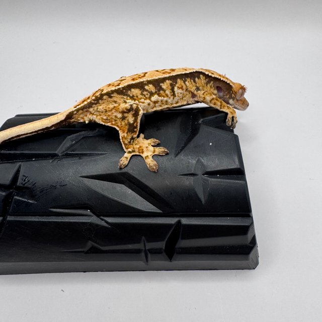 노멀 트라이 풀핀 화이트스팟