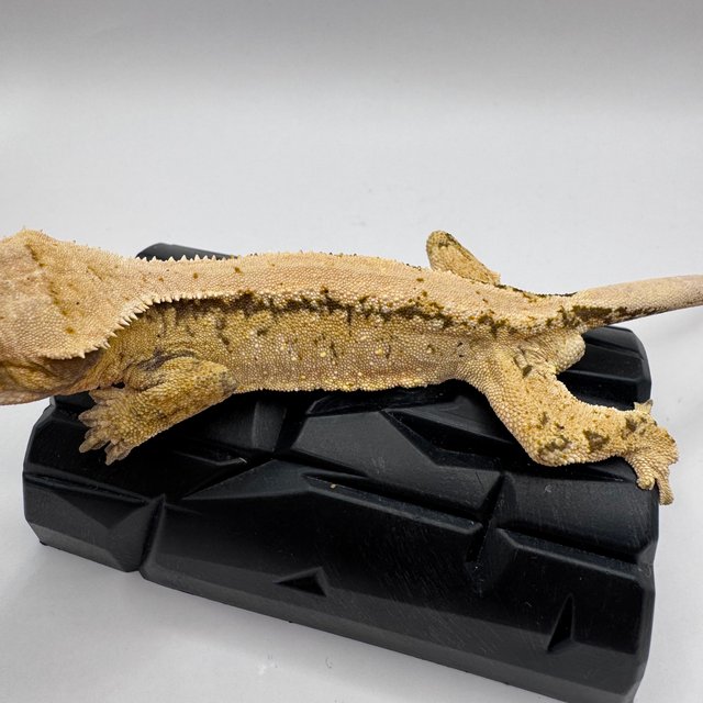 화이트 솔리드백 노멀