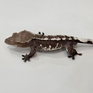 아잔틱 (부)