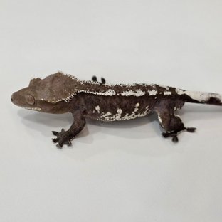 아잔틱 (부)