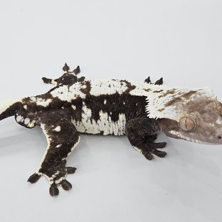 아잔틱 (부)