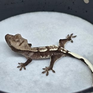 아잔틱