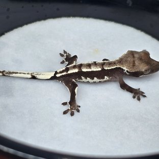 아잔틱