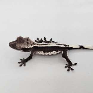 아잔틱