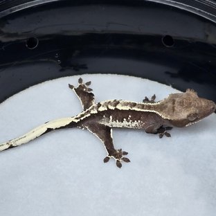 아잔틱