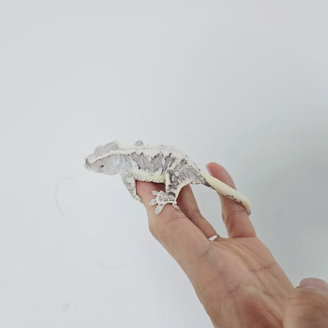 릴잔틱