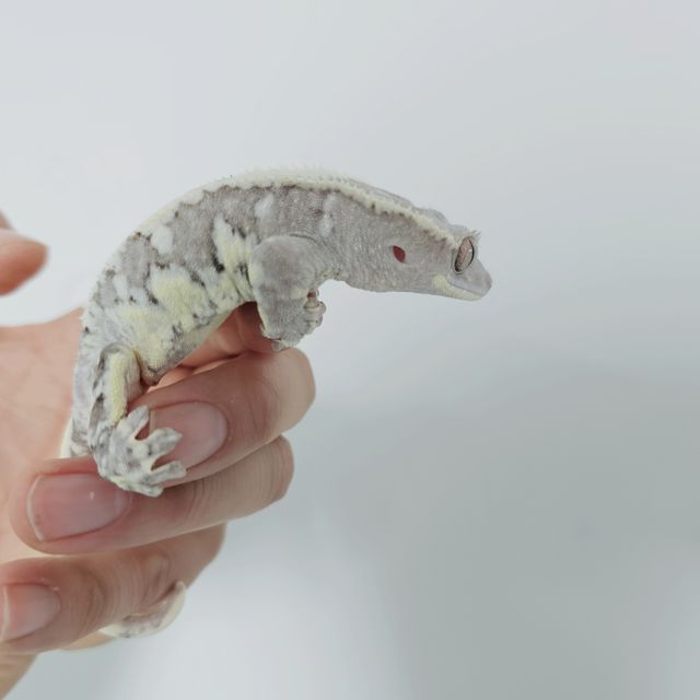 릴잔틱