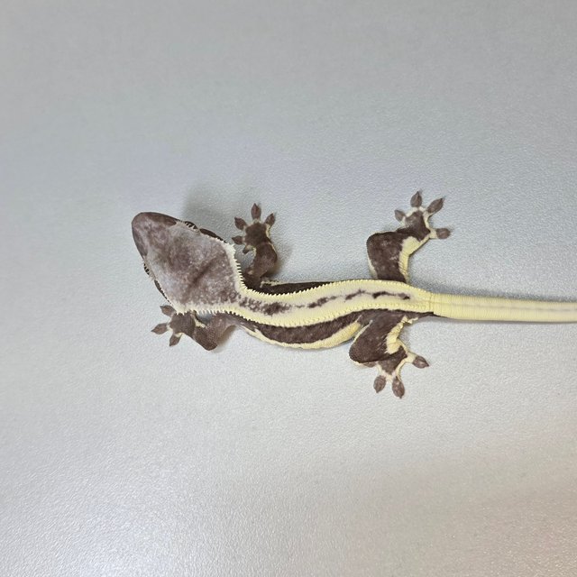 릴잔틱 쿼드 풀핀