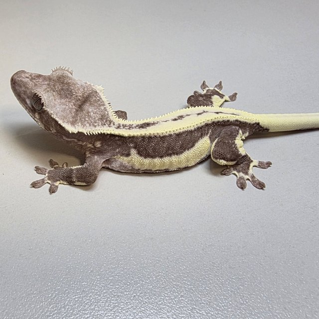 릴잔틱 쿼드 풀핀