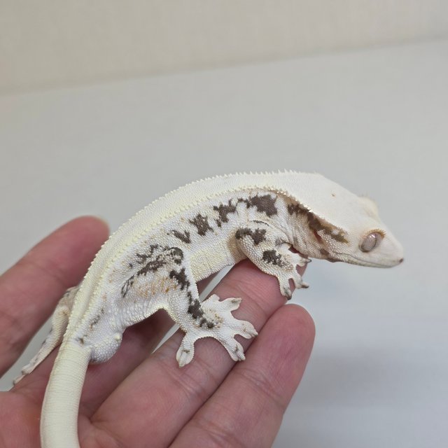 릴리화이트 솔리드백 화이트스팟 드리피