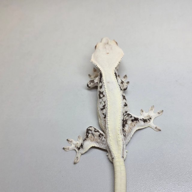 릴리화이트 솔리드백 화이트스팟 드리피