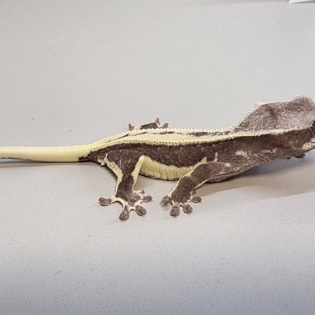 릴잔틱 쿼드 풀핀