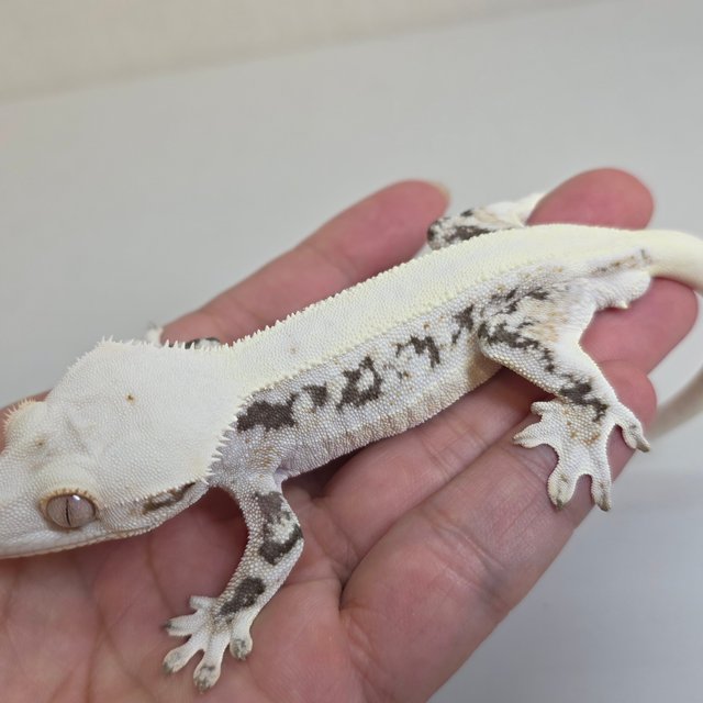 릴리화이트 솔리드백 화이트스팟 드리피