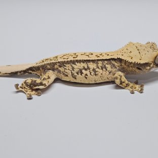 노멀 트라이 풀핀 핀스트라이프 드리피