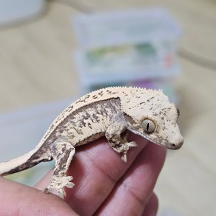 노멀 트라이 풀핀 핀스트라이프 드리피