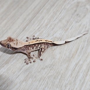 노멀 화이트핀 화이트스팟 핀스트라이프 풀핀 화이트