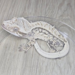 노멀 쿼드 화이트스팟 드리피 화이트 핀스트라이프