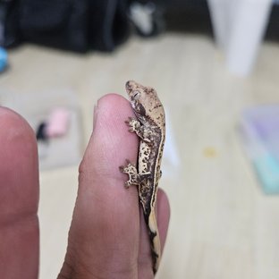 노멀 트라이 풀핀 핀스트라이프 드리피